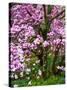 Cherry Blossom Tree in Spring Bloom, Wilmington, Delaware, Usa-Jay O'brien-Stretched Canvas