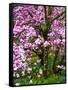 Cherry Blossom Tree in Spring Bloom, Wilmington, Delaware, Usa-Jay O'brien-Framed Stretched Canvas