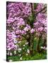 Cherry Blossom Tree in Spring Bloom, Wilmington, Delaware, Usa-Jay O'brien-Stretched Canvas