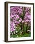 Cherry Blossom Tree in Spring Bloom, Wilmington, Delaware, Usa-Jay O'brien-Framed Photographic Print