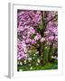 Cherry Blossom Tree in Spring Bloom, Wilmington, Delaware, Usa-Jay O'brien-Framed Photographic Print