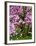 Cherry Blossom Tree in Spring Bloom, Wilmington, Delaware, Usa-Jay O'brien-Framed Photographic Print