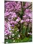 Cherry Blossom Tree in Spring Bloom, Wilmington, Delaware, Usa-Jay O'brien-Mounted Photographic Print