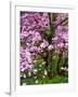 Cherry Blossom Tree in Spring Bloom, Wilmington, Delaware, Usa-Jay O'brien-Framed Photographic Print