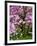 Cherry Blossom Tree in Spring Bloom, Wilmington, Delaware, Usa-Jay O'brien-Framed Photographic Print