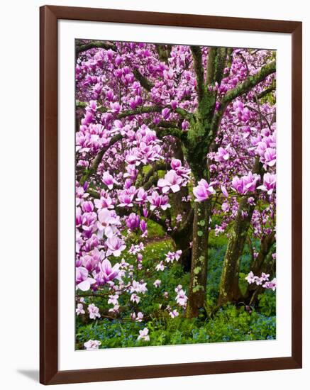 Cherry Blossom Tree in Spring Bloom, Wilmington, Delaware, Usa-Jay O'brien-Framed Photographic Print