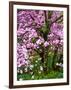 Cherry Blossom Tree in Spring Bloom, Wilmington, Delaware, Usa-Jay O'brien-Framed Photographic Print