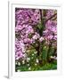 Cherry Blossom Tree in Spring Bloom, Wilmington, Delaware, Usa-Jay O'brien-Framed Photographic Print