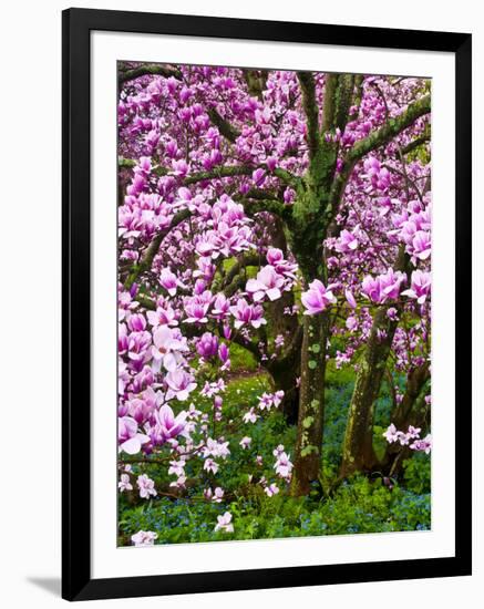 Cherry Blossom Tree in Spring Bloom, Wilmington, Delaware, Usa-Jay O'brien-Framed Photographic Print