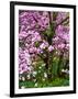 Cherry Blossom Tree in Spring Bloom, Wilmington, Delaware, Usa-Jay O'brien-Framed Photographic Print