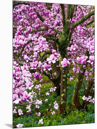 Cherry Blossom Tree in Spring Bloom, Wilmington, Delaware, Usa-Jay O'brien-Mounted Photographic Print