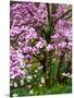 Cherry Blossom Tree in Spring Bloom, Wilmington, Delaware, Usa-Jay O'brien-Mounted Photographic Print