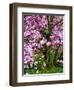 Cherry Blossom Tree in Spring Bloom, Wilmington, Delaware, Usa-Jay O'brien-Framed Photographic Print