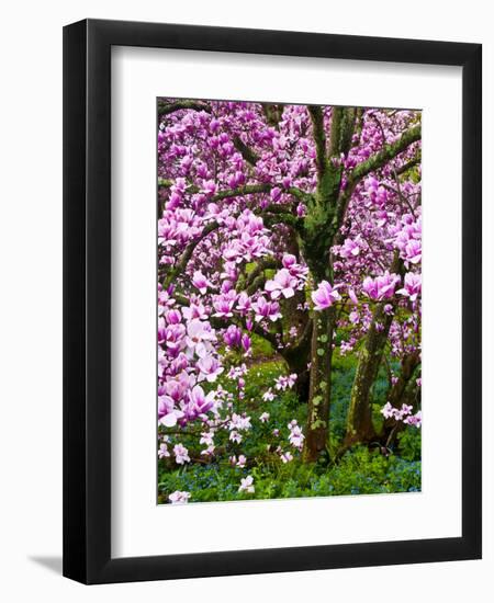 Cherry Blossom Tree in Spring Bloom, Wilmington, Delaware, Usa-Jay O'brien-Framed Photographic Print
