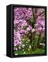 Cherry Blossom Tree in Spring Bloom, Wilmington, Delaware, Usa-Jay O'brien-Framed Stretched Canvas