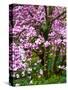 Cherry Blossom Tree in Spring Bloom, Wilmington, Delaware, Usa-Jay O'brien-Stretched Canvas