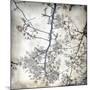 Cherry Blossom Tree V-Tony Koukos-Mounted Giclee Print