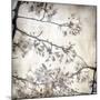 Cherry Blossom Tree VI-Tony Koukos-Mounted Giclee Print