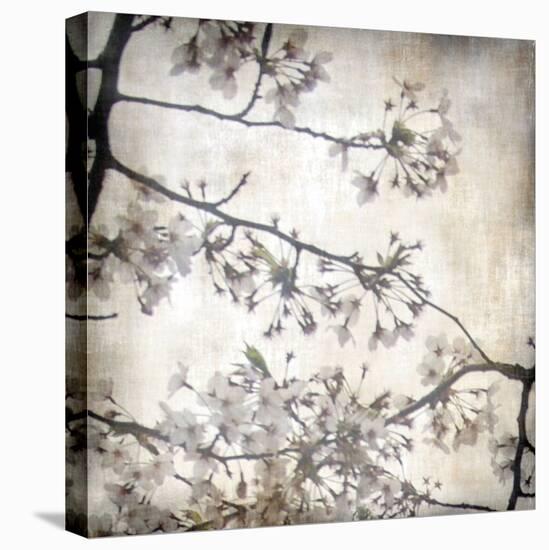 Cherry Blossom Tree VI-Tony Koukos-Stretched Canvas