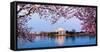 Cherry Blossom Tree with a Memorial in the Background, Jefferson Memorial, Washington Dc, USA-null-Framed Stretched Canvas