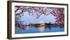 Cherry Blossom Tree with a Memorial in the Background, Jefferson Memorial, Washington Dc, USA-null-Framed Photographic Print