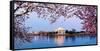 Cherry Blossom Tree with a Memorial in the Background, Jefferson Memorial, Washington Dc, USA-null-Framed Stretched Canvas