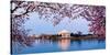 Cherry Blossom Tree with a Memorial in the Background, Jefferson Memorial, Washington Dc, USA-null-Stretched Canvas