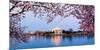 Cherry Blossom Tree with a Memorial in the Background, Jefferson Memorial, Washington Dc, USA-null-Mounted Photographic Print