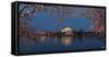 Cherry Blossom Tree with a Memorial in the Background, Jefferson Memorial, Washington Dc, USA-null-Framed Stretched Canvas