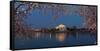 Cherry Blossom Tree with a Memorial in the Background, Jefferson Memorial, Washington Dc, USA-null-Framed Stretched Canvas