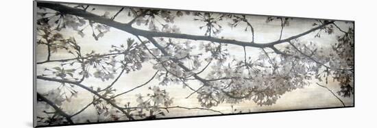 Cherry Blossom Tree-Tony Koukos-Mounted Giclee Print