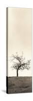 Cherry Blossom Tree-Alan Blaustein-Stretched Canvas