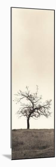 Cherry Blossom Tree-Alan Blaustein-Mounted Photographic Print