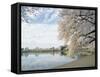 Cherry Blossom Trees around the Tidal Basin, Washington DC, USA-null-Framed Stretched Canvas