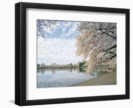 Cherry Blossom Trees around the Tidal Basin, Washington DC, USA-null-Framed Photographic Print