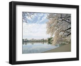 Cherry Blossom Trees around the Tidal Basin, Washington DC, USA-null-Framed Photographic Print