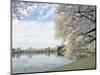 Cherry Blossom Trees around the Tidal Basin, Washington DC, USA-null-Mounted Photographic Print