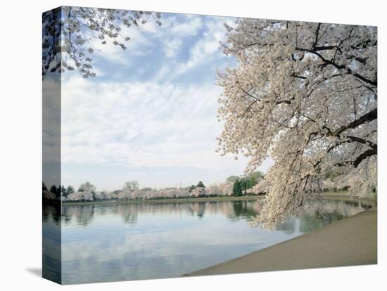Cherry Blossom Trees around the Tidal Basin, Washington DC, USA-null-Stretched Canvas