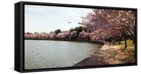 Cherry Blossom Trees at Tidal Basin, Washington Dc, USA-null-Framed Stretched Canvas
