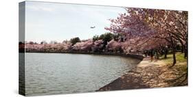 Cherry Blossom Trees at Tidal Basin, Washington Dc, USA-null-Stretched Canvas