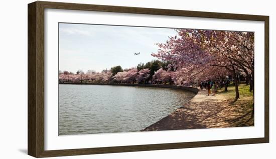 Cherry Blossom Trees at Tidal Basin, Washington Dc, USA-null-Framed Photographic Print