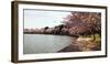 Cherry Blossom Trees at Tidal Basin, Washington Dc, USA-null-Framed Photographic Print