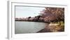 Cherry Blossom Trees at Tidal Basin, Washington Dc, USA-null-Framed Photographic Print