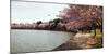 Cherry Blossom Trees at Tidal Basin, Washington Dc, USA-null-Mounted Photographic Print