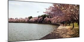 Cherry Blossom Trees at Tidal Basin, Washington Dc, USA-null-Mounted Photographic Print