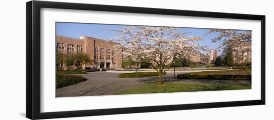 Cherry Blossom Trees in a University, University of Washington, Seattle, King County-null-Framed Photographic Print