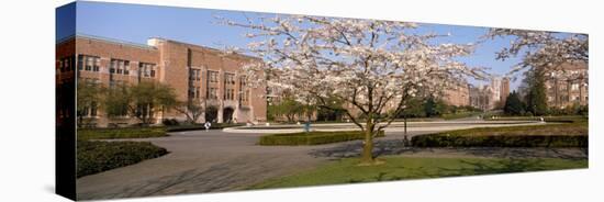 Cherry Blossom Trees in a University, University of Washington, Seattle, King County-null-Stretched Canvas