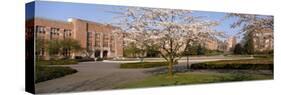 Cherry Blossom Trees in a University, University of Washington, Seattle, King County-null-Stretched Canvas
