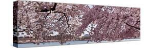 Cherry Blossom Trees in Bloom at the National Mall, Washington Dc, USA-null-Stretched Canvas