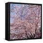 Cherry Blossom Trees in Full Bloom at the National Mall, Washington Dc, USA-null-Framed Stretched Canvas